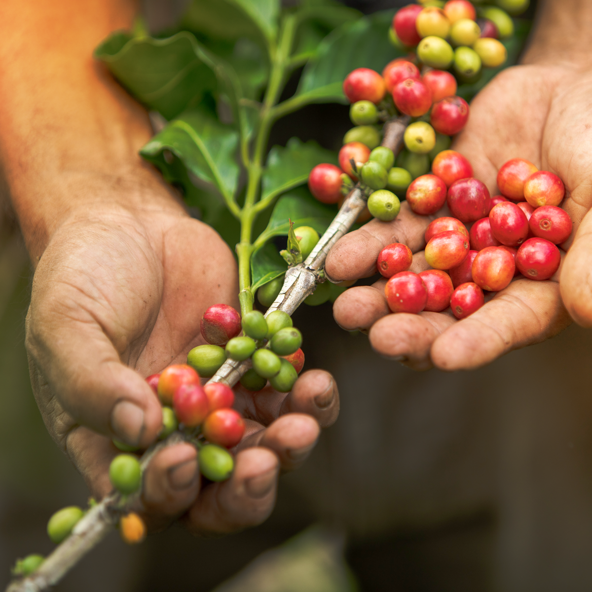 12 Oz Honduras Santa Lucia (Bean)